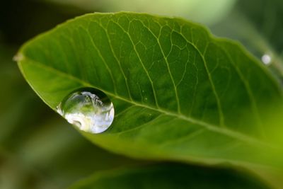 Close-up of water drops on leaves