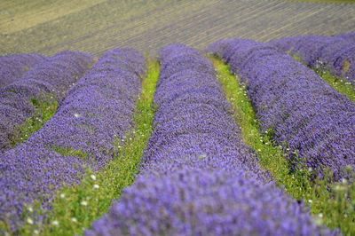 Purple crocus flowers on field