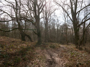 Bare trees in forest