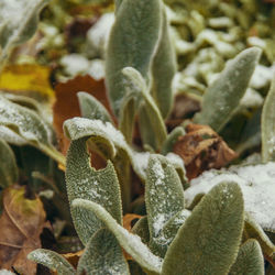 Close-up of snow covered leaves