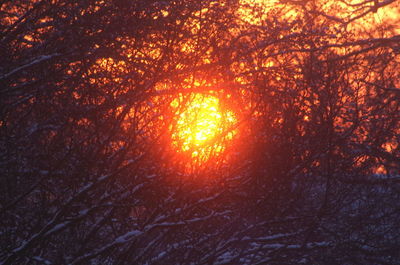 Sunlight streaming through trees in forest during sunset