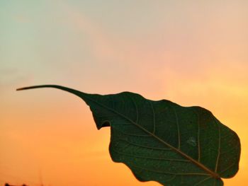 Close-up of autumn leaves against sky during sunset