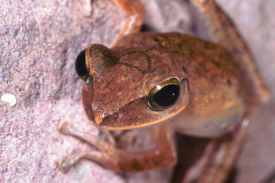 Close-up portrait of snake