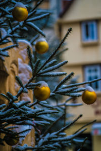 Festively decorated coniferous trees at a christmas market yellow balls on fluffy fir branches 