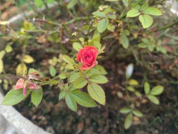 Close-up of rose plant