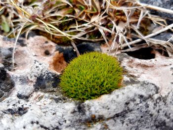 Close-up of plants