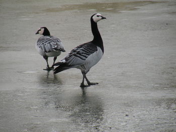 Side view of birds in water