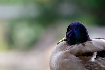 Close-up of mallard duck