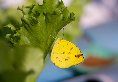 Close-up of butterfly on yellow flower