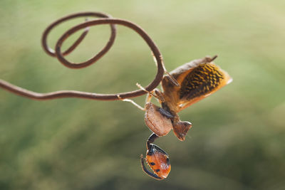 Astyliasula phyllopus on nature place