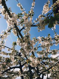 Low angle view of apple blossoms in spring