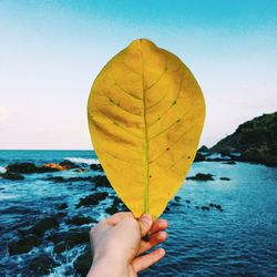 Cropped image of hand holding plant against clear sky