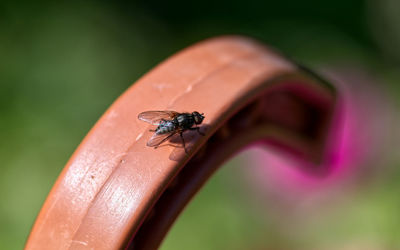 Close-up of insect on flower