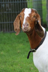 Close-up portrait of a goat on field