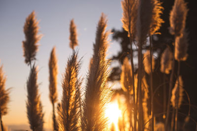 Close-up of stalks in field against sunset sky