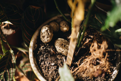 Close-up of mushrooms growing on field