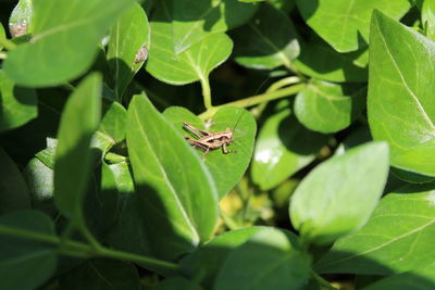 High angle view of insect on leaves