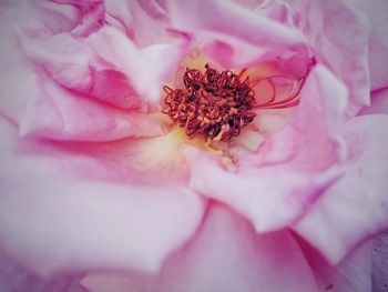 Close-up of pink rose flower