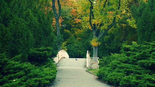 Footpath amidst trees in forest