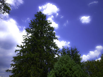 Low angle view of tree against sky