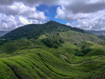 Scenic view of agricultural field against sky