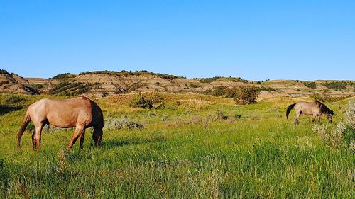 Horses in a field