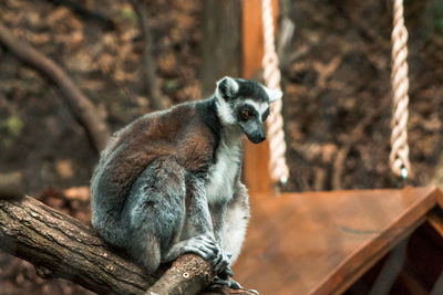 Lemur sitting in an enclosure at the zoo