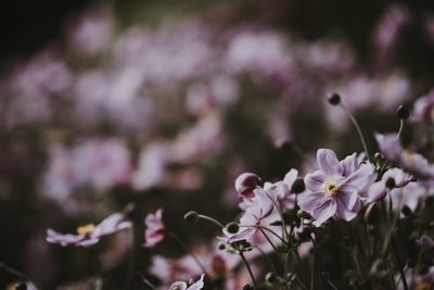 Close-up of pink flowering plant