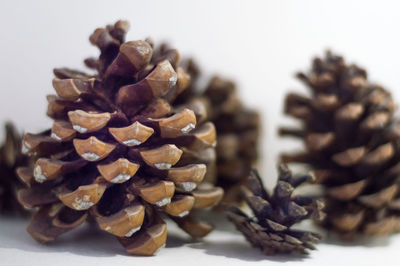 Close-up of pine cone on table