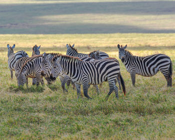 Zebras on a field