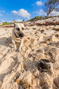 Portrait of dog on beach