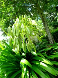 Close-up of fresh green plants