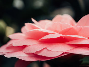 Close-up of pink flowers