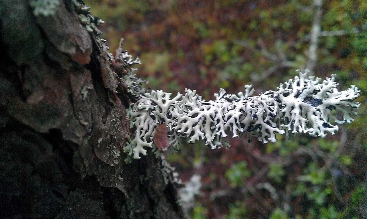 nature, rock - object, water, beauty in nature, moss, tranquility, close-up, rock formation, growth, winter, forest, tree, snow, cold temperature, day, plant, outdoors, tranquil scene, scenics, no people