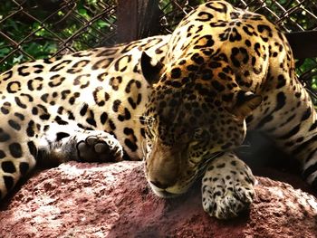 Close-up of leopard on rock