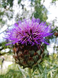 Close-up of purple flower