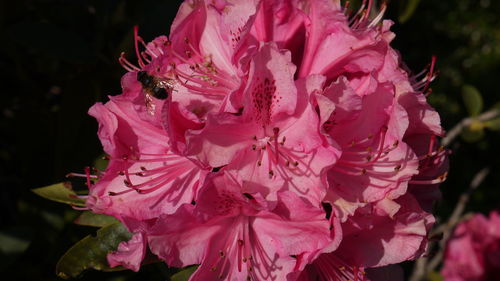Close-up of pink flowers