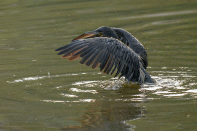 Bird flying over lake