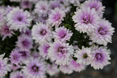 Close-up of pink flowering plants