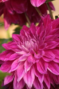 Close-up of flower against blurred background