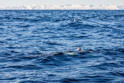 Whale swimming in sea 