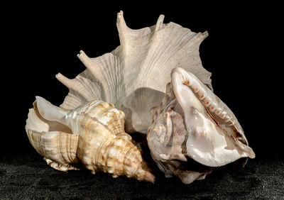 conch