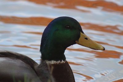 Close-up of swan swimming on lake