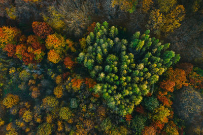 Aerial view of trees growing in forest during autumn