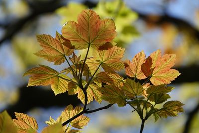 Close-up of maple leaves during autumn