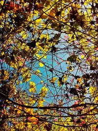 Low angle view of tree against sky during autumn