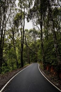 Empty road amidst trees in forest