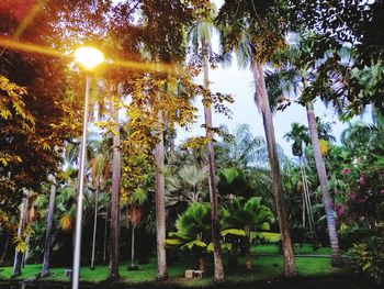 Low angle view of palm trees in forest against sky