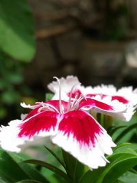 Close-up of pink flower