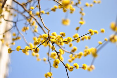 Low angle view of flowering plant against sky